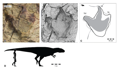 FIGURE 23. Broome theropod morphotype B, from Yanijarri–Lurujarri section of the Dampier Peninsula, Western Australia. Possible left pedal impression, UQL-DP52-1, preserved in situ as A, photograph; B, ambient occlusion image; and C, schematic interpretation. D, silhouette of hypothetical Broome theropod morphotype B trackmaker based on UQL-DP52-1, compared with a human silhouette. See Figure 19 for legend.