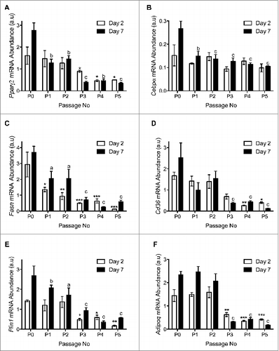 Figure 5. Quantitative RT-PCR analysis of (A) Pparγ2, (B) C/ebpα, (C) Fasn and (D) Cd36. (E) Plin1 and (F) Adipoq. n=3 per passage number for wildtype and immorto APs at day 2 and day 7 after adipogenic differentiation. Data are represented as mean ± SEM. *P < 0.05, **P < 0.01, ***P < 0.001 for Two-way ANOVA compared to P0 Immorto APs for day 2. a = P < 0.05, b = P < 0.01, c = P < 0.001 for Two-way ANOVA compared to P0 Immorto APs for day 7.