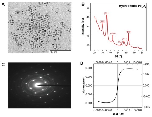 Figure 1 Characterization of hydrophobic SPIONs. (A) TEM (B) XRD (C) SAED pattern (D) SQUID.Abbreviations: TEM, transmission electron micrograph; XRD, X-ray diffraction; SAED, single area electron diffraction pattern; SQUID, superconducting quantum interference device.