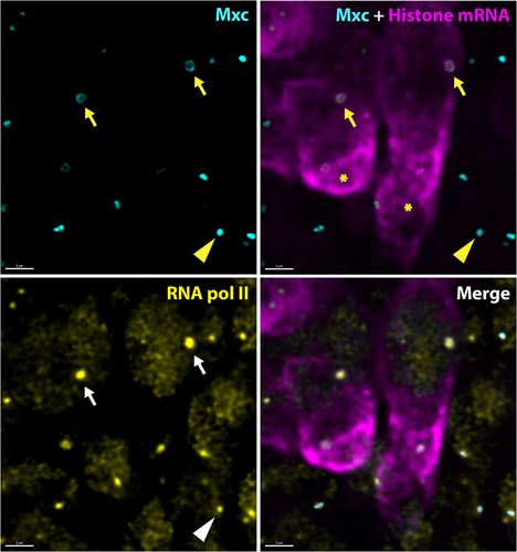 Figure 2. Active Drosophila HLBs display a core shell arrangement and are enriched in RNA polymerase II. High-resolution confocal images of Drosophila neuronal cells in the embryonic ventral nerve cord stained for Mxc (cyan), histone mRNA (magenta), and RNA polymerase II (yellow). The arrows indicate the HLB of two neuroblast stem cells in S phase as indicated by high level of cytoplasm histone mRNA (asterisks). Note the focus of nascent histone mRNA coincident with high amounts of RNA pol II that are both surrounded by a shell of Mxc protein. The arrowhead indicates an HLB in a quiescent cell that displays a more closed configuration of Mxc. Note that this HLB has RNA pol II, even though it is not in S phase, as indicated by the lack of RD histone mRNA. Scale bar = 2 microns.