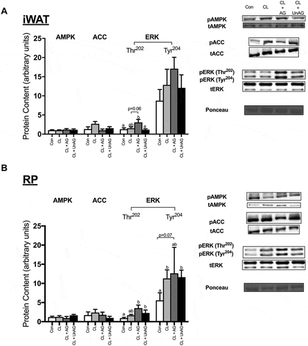 Figure 7. The in vivo effects of CL and CL + ghrelin co-injections on the activation of ERK, the cellular energy-sensing enzyme AMPK and its downstream target ACC in subcutaneous inguinal white (a) and visceral retroperitoneal (b) adipose tissue. Data were analyzed using a repeated measures one-way ANOVA (n = 6–8) and expressed as mean ± standard error, in arbitrary protein units (phospho/total). Data sharing a letter are not statistically different from each other. p < 0.05 was considered statistically significant.