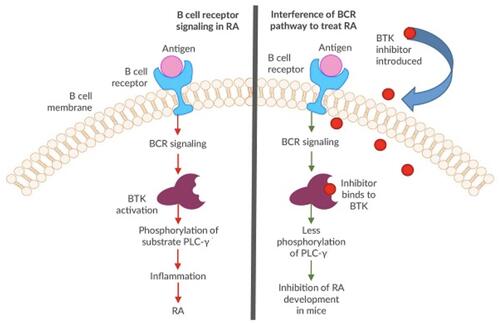 Figure 1 Simplified schematic of the proposed mechanism of BTK inhibition in RA. (Figure modified and used with permission from American Laboratory Products Company. BTK Inhibitors as Cancer Drug Treatments. Available from: https://www.alpco.com/btk-inhibitors-as-cancer-drug-treatments).Citation44