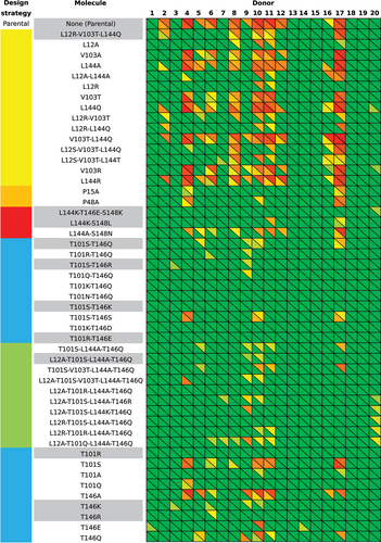 Figure 5. Heatmaps of the PE ADA reactivities from sera of 20 human donors to the parental and modified αTAA1 scFv molecules (below diagonals), and parental and modified αTAA2 molecules (above diagonals). The values in the heatmaps range from 0% (green) up to 100% (red), with all values ≤30% set to 0%. Corresponding heatmaps with numerical values for all cells are provided in Supplementary Figures 9 (αTAA1) and 10 (αTAA2). The color-coding of design strategies (leftmost column) is identical to that in Figure 2.