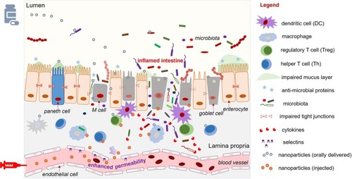 Figure 2 Orally delivery or injection of NPs to the inflamed intestinal epithelium with impaired epithelial cells and permeable blood vessel.