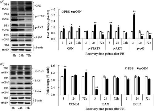 Figure 8. rrOPN significantly activated the downstream STAT3, AKT and NF-κB signaling pathways in LR. Western blotting displayed the expression changes of OPN, p-STAT3, p-AKT, and p-p65 (A) and target proteins including CCND, BAX and BCL2 (B) in LR from rrOPN or PBS-administrated group at 3, 24 and 72 h after PH. Right panel, the graph of average expression data was normalized to β-actin. The data are presented as mean ± SEM. *p < .05, **p < .01 vs PBS-treated group.
