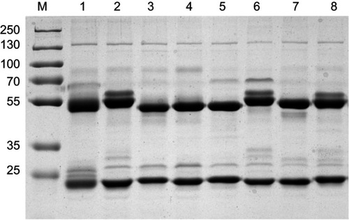 Figure S1 Purification results of the mAb against CPP by SDS–PAGE.Notes: Lane 1: 6-20G5; lane 2: 6-8D2; lane 3: 6-18H3; lane 4: 6-5G8; lane 5: 6-2A9 ; lane 6: 6-3C10 ; lane 7: 6-18G10 ; lane 8: 6-11C3. There were only two straps after the mAb was purified, and these were heavy chain and light chain, respectively, CV. The results indicate that the purity of all mAbs was above 90% as analyzed on SDS-PAGE.Abbreviations: mAb, monoclonal antibody; CV, coefficient of variation