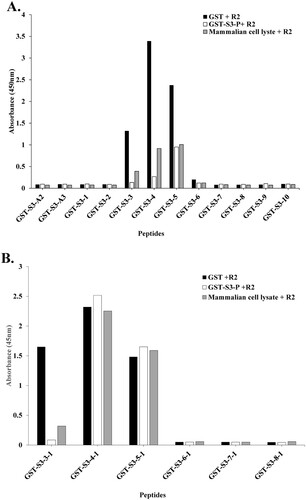 Figure 3. The conformational epitope of pAb R2 was identified using competitive ELISA. (A) Competitive ELISA assay was performed using 12 GST tagged overlapping recombinant protein fragments of rpS3(193-242 aa). (B) Competitive ELISA assay was performed using six GST tagged overlapping recombinant protein fragments of rpS3(211-238 aa). GST-S3-P was used as a positive control. GST (empty vector) was a negative control.