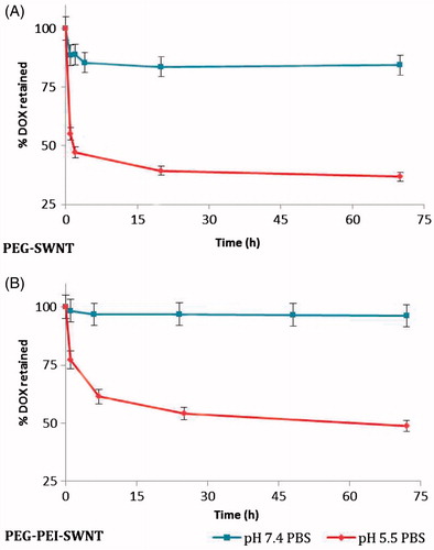 Figure 8. The release profile of doxorubicin loaded on modified SWNTs in isotonic phosphate buffer solutions at 37 °C.