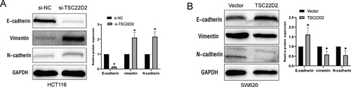 Figure 3 TSC22D2 altered the expression of EMT-related proteins. (A and B) E-cadherin, Vimentin, N-cadherin were detected by Western blot in HCT116 cells and SW620 cells transfected with si-RNA or TSC22D2 plasmid. *P < 0.05.