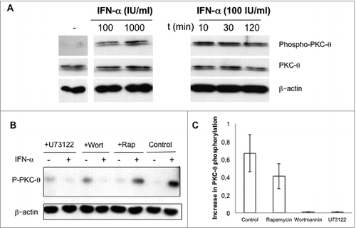 Figure 3. IFNα-induced PKC-θ activation in NK cells. (A) Natural killer (NK) cells were magnetically isolated by MACS technology from spleens of wild-type (wt) C57BL/6 mice and cultured in complete medium at 2 × 106 cells/mL in the absence (−) or presence (+) of the indicated concentrations of interferon-α (IFNα) for 30 min (left panel), or in the presence of 100 IU/mL of IFNα for the indicated periods of time (right panel). (B and C) Isolated NK cells from wt C57BL/6 mouse spleens were pre-incubated for 30 min in the absence (control) or in the presence of either 10 μM U73122 or 100 nM of wortmannin or rapamycin, as indicated. Afterwards, 100 IU/mL of IFNα were added (+) or not (−) and cells were incubated in the presence of the indicated inhibitors for an additional 30 min. (B) PKC-θ phosphorylation in Ser676 determined by immunoblot. Total PKC-θ and/or β-actin expression was determined in parallel by immunoblot as loading controls. (C) The phospho-PKC-θ/β-actin ratios were determined by densitometry and results expressed as the increase in this ratio. Data shown are the mean ± SD of at least 2 different experiments for each condition.