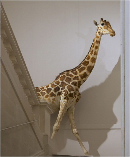 Figure 1. The French giraffe in a stairwell in the Muséum d’histoire naturelle de La Rochelle. Creative Commons public domain licence CC0 1.0.