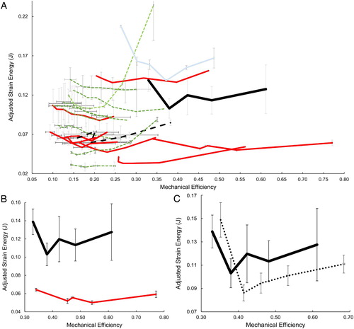 FIGURE 3. A, plot of mechanical efficiency (ME) versus adjusted strain energy (SE) of unilateral bite simulations at all tooth loci present on all 21 species FE models. Darker-shade (red) solid curves are ecological carnivores; thin dotted (green) curves are omnivores; light (blue) solid curve represents the frugivore Po. flavus; thick dashed dark curve represents the herbivore A. fulgens. The extinct musteloid Leptarctus primus is represented by the thick dark solid curve. B, comparison between extant T. taxus (darker-shaded red curve) and extinct L. primus (thick black curve) shows the similarity in SE patterns and higher ME values in T. taxus across the tooth row. C, the comparison between L. primus (solid black curve) and a modified L. primus model (dotted curve; as a proxy for the likely conspecific Hypsoparia bozemanensis) with deeper zygomae indicates that although adjusted strain energy values are similar, the model with deep zygomae exhibits increased mechanical efficiency at every tooth locus compared with the original L. primus model. Error bars represent 95% confidence intervals within species for which multiple resolution FE models were available.
