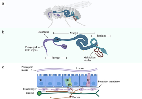 Figure 1. Drosophila gut structure. (A) Adult Drosophila digestive tract (lateral). (B) Anatomical structure of adult Drosophila digestive tract. (C) General composition and cell types of adult Drosophila midgut.