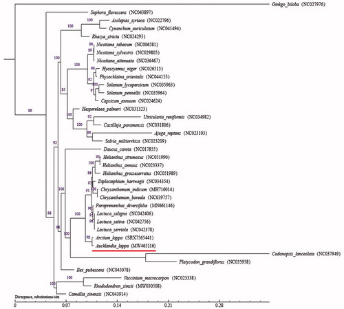 Figure 1. Maximum-likelihood (ML) phylogenetic tree of Aucklandia lappa and 36 other species. Numbers above the branches indicate the bootstrap values from ML analyses.
