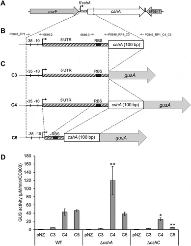 Figure 2. (A) Genetic environment of the gene encoding the CshA DEAD-box helicase, (B) Representation of 5ʹcshA (striped, coordinates 804,919 to 805,170 of the E. faecalis V583 strain genome), including −35 and −10 boxes, +1 of transcription and the Ribosome Binding Site (RBS) (for more details, see Fig. S3). Oligonucleotides location for synthesis of sequences for insertion into the pNZ273 plasmid are indicated. (C) C3, C4 and C5 constructions inserted into the pNZ273 plasmid. C3 contains the promoter of cshA, including the 5ʹcshA (containing the RBS) and the start codon, in frame with the gusA gene of the pNZ273 plasmid (grey). C4 contains 5ʹcshA and the first one hundred base pairs of the cshA ORF (white). The C5 construction is the same as C4, but with a deletion in the 5ʹUTR. (D) β-glucuronidase (GUS) assay with the C3, C4 and C5 constructions in the WT, ΔcshA and ΔcshC strains. pNZ: empty plasmid (negative control). Data are the mean of three independent assays. Statistically significant results in comparison to the same construction in the WT strain are indicated: *p < 0.05, ** p < 0.005 (Kruskal–Wallis test).
