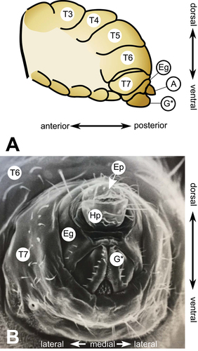 Figure 1. The terminalia of female D. melanogaster. [A] Model diagram of posterior female abdomen of D. melanogaster, lateral view. [B] Scanning electron micrograph of D. melanogaster female terminalia, posterior view. T3-T7 = female abdominal tergites 3–7. G* = female genitalia, A = female analia, Eg = epigynium (T8), Hp = hypoproct, Ep = epiproct. The hypoproct and the epiproct together form the female analia. *Note that the female genitalia includes the epigynium, which is indicated separately in this figure.