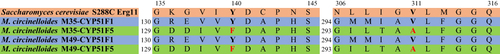 Figure 1 Amino acid sequence alignment of lanosterol 14-α demethylase between Saccharomyces cerevisiae S288C and tested Mucor circinelloides CYP51s. Alignment using Saccharomyces cerevisiae S288C Erg11 (CYP51) as reference, Y140 (a tyrosine residue) is marked in bold, the previously confirmed mutation as correlation to resistance to voriconazole in different fungi species (analogous to Y140F in S. cerevisiae), and the change to phenylalanine (129F) is seen in both M. circinelloides CYP51F5s, displayed in bold and red. Another amino acid mutation of V (valine) to A (alanine) (position V311 in S. cerevisiae, and mutated to 293A for M. circinelloides numbering) potentially related to resistance to voriconazole is also observed in both M. circinelloides CYP51F5s, displayed in bold and red.