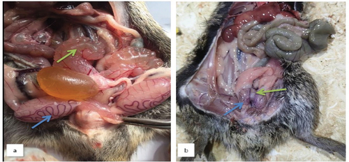 Figure 1. Photographs showing the morphological structure of the testis of male Nile grass rats. (a): normal testis with prominent blood vessels over their surface (blue arrows) and large vesicular seminalis (green arrows) (b) the testis of quinestrol-treated males had marked edema (blue arrows) and appeared smaller in size and length. The vesicular seminals were also too small to appear.
