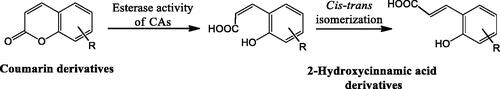 Scheme 4. The mechanism for the inhibition of CAs by coumarins.