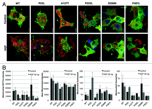 Figure 3. Effect of HGF stimulation on HEK-293 wild-type PXN and mutants shown in (A) confocal images after treatment with HGF and stained with MitoTracker Red and Hoechst and (B) measurements of mitochondrial functions by Imaris.