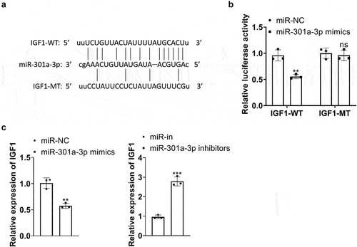 Figure 9. miR-301a-3p targeted IGF1. A-B: The wt and mt sequences of IGF1 luciferase reporter gene vectors were built. Luciferase reporter assay analyzed the luciferase activity of HUVECs transfected with miR-301a-3p mimics, miR-NC, and wt- or mt-IGF1 3’-UTR. C: RT-PCR confirmed IGF1 mRNA expression in the cell models with miR-301a-3p overexpression and inhibition. *P < 0.05, **P < 0.01, ***P < 0.001. N = 3.