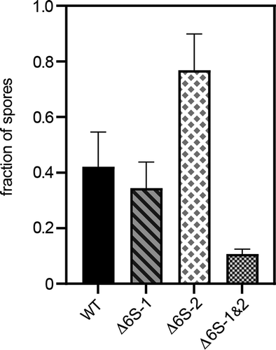 Figure 10. Fraction of spores after 8 h of growth in sporulation medium. The fraction of spores was determined by counting the number of colonies before and after heating cell culture dilutions to 80°C for 20 min and calculating the ratio of ‘colonies heated/colonies not heated’. At 10 h, the relative number of spores became more similar for all strains (65 to 80%, not shown). The substantially higher fraction of spores formed by the Δ6S-2 strain after 8 h suggests accelerated spore formation in this strain. For details, see Materials and Methods