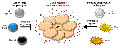 Figure 1. Pleiotropic roles of CCL2 in the recruitment of tumor-inhibitory (cytotoxic) vs. tumor-promoting (immunosuppressive) leukocyte subsets. MDSC, myeloid-derived suppressor cell; NK, natural killer; TAM, tumor-associated macrophage.