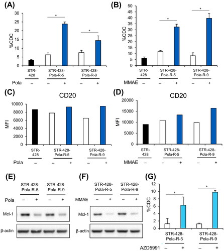 Figure 4. In vitro combination effect of Pola plus Rit in STR-428-Pola-R cells. A, B, Cells pretreated with Pola (0.5 μg/mL) (A) or MMAE (2 nM) (B) for 3 days were collected, and CDC assay was performed with Rit (0.04 μg/mL). The results are presented as mean values + SD. n = 3, * p < 0.05 by Student’s t-test. C, D, Surface expression of CD20 on cells pretreated with Pola (0.5 μg/mL) (C) or MMAE (2 nM) (D) for 3 days was analyzed by flow cytometry. E, F, STR-428-Pola-R cells were treated with Pola (0.5 μg/mL) (E) or MMAE (2 nM) (F) for 3 days. Cell lysates were then evaluated by immunoblotting. G, STR-428-Pola-R cells were pretreated with AZD5991 (20 μM) for 30 min before the assay. CDC assay was then performed with Rit (0.01 μg/mL). The results are presented as mean values + SD. n = 3, * p < 0.05 by Student’s t-test.