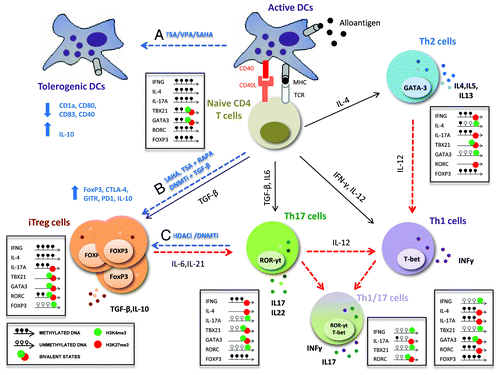 Figure 2. Targeting the activation and plasticity of CD4 T cells by HDAC inhibitors. After activation, CD4 T cells are directed toward different subsets of effector T cells (Th1, Th2 or Th17) or regulatory T cells (Treg) with specialized functions. These processes are regulated by epigenetic modifications that allow stable and heritable lineages but at the same time maintain the capacity to respond to environmental changes and switch from one lineage to another (plasticity). Dashed red lines indicate the plasticity and flexibility among CD4+ T cell subsets regulated by epigenetic mechanisms; dashed blue lines show the epigenetic treatments proposed for providing tolerance after transplantation. Epigenetic status of key transcription factors and cytokines essential for plasticity are shown for each CD4 T cell subset. This molecular mechanism may be related to poised, bivalent epigenetic stages (i.e., permissive H3K4me3 plus repressive H3K27me3 marks) in opposing lineages. HDAC inhibitors (HDACi) are believed to modulate the balance between immunity and tolerance: (A) TSA, VPA and SAHA diminish the expression of MHC class II and co-stimulatory molecules (CD1a, CD40, CD80, CD83), and disruption of HDAC11 increases IL-10 expression in DCs, favoring immune tolerance; (B) TSA and SAHA increase mRNA levels of FoxP3, CTLA4, GITR, PD-1 and IL-10, promoting the peripheral conversion of T cells into iTreg cells and enhancing suppressive function in vitro and in vivo; (C) an interesting approach is the use of epigenetic inhibitors to block the conversion of iTreg into Th17/Th1 cells in an inflammatory environment or the differentiation of effector T cells (Th1, Th17) into regulatory T cells with suppressive functions.