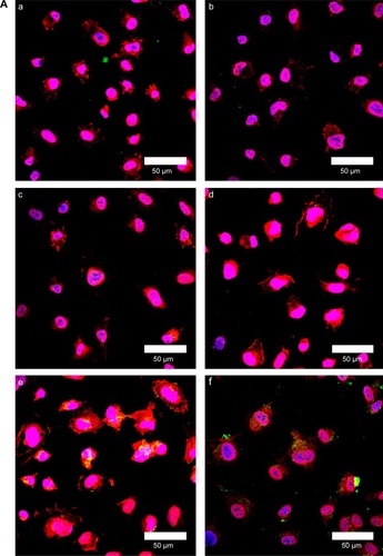 Figure 10 (A) Immunochemical staining images of WGA-CL-NGF-CUR-liposomes interacting with HBMECs. (a–d) CL-NGF-CUR-liposomes; (e–h) WGA-CL-NGF-CUR-liposomes; (a) rCL =0%; (b) rCL =5%; (c) rCL =10%; (d) rCL =20%; (e) CWGA =2.5 mg/mL and rCL =10%; (f) CWGA =2.5 mg/mL and rCL =20%; (g) CWGA =5 mg/mL and rCL =10%; (h) CWGA =5 mg/mL and rCL =20%. Green WGA-CL-NGF-CUR-liposomes are adjacent to red O-linked N-acetylglucosamine near blue HBMEC nuclei. (B) Fluorescent images of WGA-CL-NGF-CUR-liposomes interacting with SK-N-MC cells with an insult of Aβ1–42. (a) Control; (b–e) CL-NGF-CUR-liposomes; (b) rCL =0%; (c) rCL =5%; (d) rCL =10%; (e) rCL =20%; (f) CWGA =5 mg/mL, rCL =10%; (g) CWGA =5 mg/mL, rCL =20%. The Aβ1–42 concentration is 10 μM. Green WGA-CL-NGF-CUR-liposomes attached on red Aβ1–42, which is deposited near blue SK-N-MC cell nuclei.Abbreviations: CWGA, WGA concentration in grafting medium (mg/mL); rCL, CL mole percentage in lipids (%); CL, cardiolipin; CUR, curcumin; NGF, nerve growth factor; WGA, wheat germ agglutinin; HBMECs, human brain-microvascular endothelial cells; Aβ1–42, β-amyloid1–42.