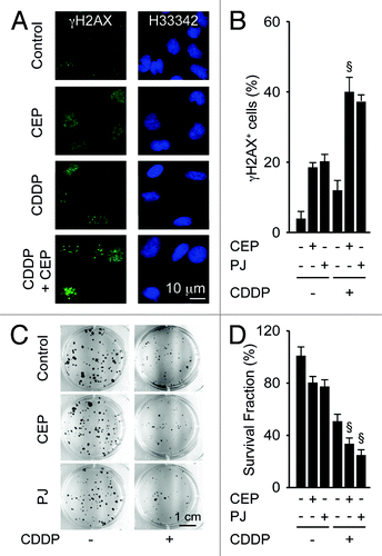Figure 2. Synergistic effects of PARP inhibitors and cisplatin on DNA damage responses and clonogenic survival. (A and B) Effects of cisplatin (CDDP, 20 µM), PJ34 hydrochloride hydrate (PJ, 30 µM) or CEP 8983 (CEP, 10 µM), alone or in combination on DNA damage foci. Six hours after exposure to the indicated drug combinations, A549 cells were fixed, permeabilized and stained for the visualization of phosphorylated histone H2AX (γH2AX) in the presence of 2 µM Hoechst 33342 (H33342), which was used for nuclear counterstaining. Representative fluorescence microphotographs are shown in (A), and their quantitation (as the percentage of cells bearing > 5 γH2AX foci per nucleus) are shown in (B). (C and D). Effect of CDDP, PJ and/or CEP on clonogenic survival. After incubation with the indicated agents (1 µM CDDP, 5 µM PJ, 1 µM CEP) for 48 h, cells were cultured in drug-free medium, and colonies were rendered visible 10 d later by crystal violet staining. Representative photographs are shown in (C), and the frequency of colonies (referring to the untreated control as 100% value) is shown in (D). Results are means of triplicates ± SD. §p < 0.05 (Student’s t-test), compared with the sum of the cytotoxic effects caused by each agent alone.