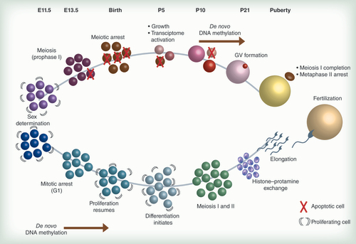 Figure 2. Nuclear and epigenetic dynamics in gametogenesis: temporal and developmental perspectives.In mice, sex determination occurs in the gonadal ridge between E10.5 and E12.5. At E13.5, primordial germ cells (PGCs) in both male and female developing gonads stop proliferating: female PGCs enter meiosis, while male PGCs (called prospermatogonia or gonocytes) arrest in mitotic G1 and undergo de novo DNA methylation between E13.5 and birth. By birth (approximately 19 days after conception), female PGCs have become primary oocytes, and arrest at the diplotene stage of meiotic prophase I. Many oocytes undergo apoptosis at this time, and oocytes continue to die throughout oogenesis. Male gametes, now spermatogonia, resume proliferation. At P5, oocytes begin expanding their cytoplasmic volume, and oocyte-specific transcription units also become active. This oocyte growth is asynchronous, with some oocytes growing faster than others. Spermatogonia begin to differentiate. De novo methylation begins in oocytes at around P10, or when an oocyte reaches at least 40–45 μm in diameter. Spermatogonia undergo meiosis at this time. Histone-protamine exchange occurs in round spermatids at P21, which later elongate into mature spermatids. At P21, the oocyte methylome is established, and GVs form. Upon ovulation, oocytes become developmentally competent by completing meiosis I and arresting in metaphase II, while extruding the first polar body.GV: Germinal vesicle.