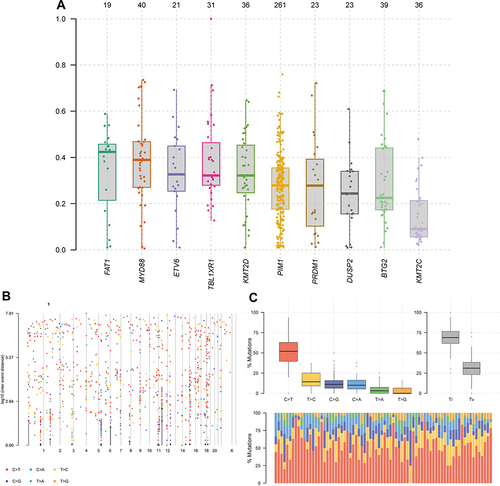 Figure 1 Visualization of the type and location of gene mutations. (A) Gene mutation abundance distribution of top 10 genes. (B) The hyper mutated genomic region on each chromosome. (C) Differences in frequency distribution of transitions and transversions in patients with PT-DLBCL.