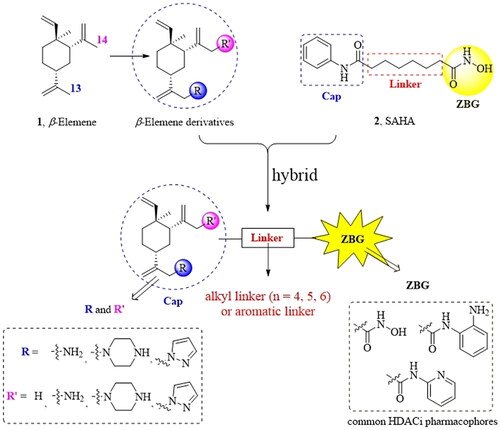 Figure 2. The designing strategy of HDACi derived from β-elemene scaffold.