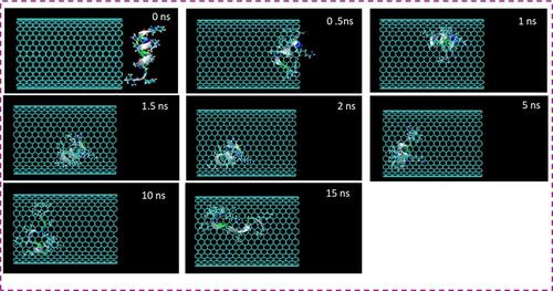 Figure 1 Representative snapshots of insertion of the HA-FD-13 peptide into an armchair (20,20) CNT at various times. For clarity, molecules of water have not been shown.