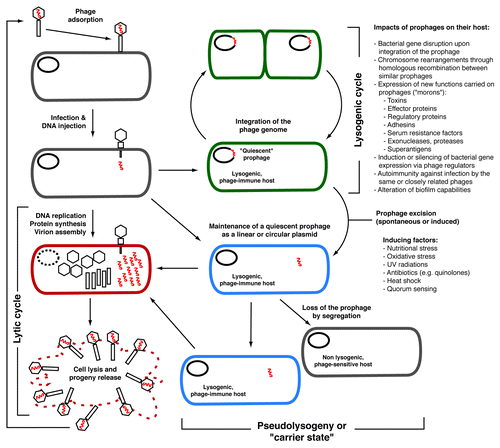 Figure 1. Different lifestyles adopted by phages. True virulent phages will only follow the lytic cycle for their replication and will lead to the lysis of the host cell at the end of the cycle. Temperate phages have the choice to replicate through the lytic cycle like virulent phages, or they can opt for the lysogenic cycle. In most cases of lysogeny, the phage integrates its genome into the host bacterial chromosome and remains quiescent. The prophage DNA is replicated along with the bacterial chromosome and is transmitted to daughter cells. Lysogeny can sometimes have significant impacts on the host (lysogenic conversion).Citation9 Under certain conditions, including various stresses causing DNA damages, the prophage is excised and initiates a lytic cycle. Some phages also adopt a pseudotemperate lifestyle, i.e., they generally do not integrate the chromosome of their host and replicate as linear or circular plasmids within the cytoplasm. Sometimes, the phage genome is lost during cell division and segregation, which is characterized by instability of the lysogens carrying these phages. Note that chronic infections by non-lytic phages (e.g., filamentous phages such as V. cholerae CTXϕ) are not represented on this figure.Citation147