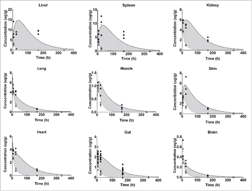 Figure 4. Represents the PBPK fit for all tissue PK data for the FcRn− antibody. Each tissue is depicted in a subplot, including the measured data and model simulation for I-125 (white circles/gray line) and In-111 (black circles/line). The gray shaded area indicates the difference between the measured PK of the I-125 and In-111 labeled antibody and is an indication of the degradation, and subsequent In-111 accumulation in the respective tissue.