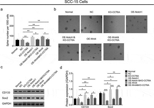 Figure 8. Notch1 and Wnt4 compensated the effect of CCT6A knockout on regulating OSCC stemness. Notch1 and Wnt4 attenuated the effect of CCT6A knockout on regulating sphere formatted number (a, b), CD133 and sox expressions (c, d) in SCC-15 cells.