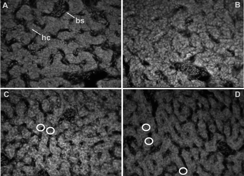 Fig. 3 Caspase activity of liver cells (in yellow circle) after application of bendiocarb (BC) on 3 embryonic days (ED) (9 ED—a: control embryo, b: treatment embryo; 500 μ g/egg) and 10 ED (17 ED—c: control embryo, d: treatment embryo; 800 μ g/egg). Blood sinusoid (bs); hepatocyte (hc) [stained immunohistochemically, 40×].