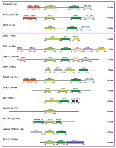 Figure 1 Domain structure of DExH/D helicases involved in viral replication. Upper rectangle: RNA helicases of the RIG-I-like receptor family are components of the innate antiviral response that attenuates viral replication. Lower rectangle: RNA helicases that promote viral replication. Protein sequences were retrieved from the NCBI conserved domains database and domains determined by annotation and query of the Uniprot database. The predicted molecular weight (kDa) and number of amino acid residues (aa) are indicated. Jagged edges indicate interruption by additional sequence or domains. Domains are: CARD, Caspase-activation and recruitment domain; DExDc, DEAD-like helicase superfamily ATP binding domain; HELICc, Helicase superfamily C-term domain associated with DExH/D box proteins; RIG-I_CRD, Regulatory domain of RIG-I; RS/GYR, Arginine/serine, glycine tyrosine-rich domain; dsRBD, Double-stranded RNA binding domain; HA2, Helicase-associated domain of unknown function; DUF, Domain of unknown function; RG-rich, arginine and glycine-rich domain; SPRY, SP1a and RYanodine receptor domain; p68HR, Characteristic of p68-like RNA helicase; Peptidase_S29, serine protease domain with trypsin-like fold; Poty_PP, Observed in polyproteins of the Potyviridae.