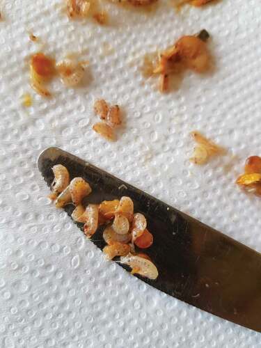 Figure 3. Zooplankton from one regurgitation of an arctic tern captured during the breeding season at Nasaruvaalik Island. Photo by Mark Mallory