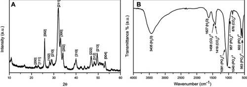 Figure 1 (A) X-ray diffractograms and (B) infrared spectra of CHA microspheres and minocycline-loaded CHA microspheres.Abbreviation: CHA, carbonated hydroxyapatite.