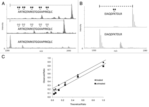 Figure 2 Efficiency and dynamic range of MassSQUIRM. (A) A synthetic peptide containing four unmodified lysine residues (lower part) was exposed to reductive methylation using either light formaldehyde (middle part) or heavy formaldehyde (top part). The resulting spectra show a ∼100% conversion of all lysine residues, as well as the N-terminus, to the di-methyl state. Heavy formaldehyde showed a peak 20 Da larger than that of the light formaldehyde as would be expected. (B) MassSQUIRM is efficient in-gel with full-length proteins. A recombinant version of full-length human H3.2 was subjected to in-gel tryptic digestion either with (top part) or without (bottom part) prior in-gel isotopically heavy reductive methylation. Resulting peptides were analyzed by MALDI-TOF mass spectrometry. A ∼100% conversion to heavy di-methylated peptide was observed. (C) Un-, mono- and di-methylated synthetic peptides were normalized to a 1:1:1 mixture and mono-methylated peptide concentration was varied at the theoretical ratios indicated (untreated sample). The same peptide mixtures were separately treated with MassSQUIRM (treated sample). The linear dynamic range was determined to be 1:8 for both treated (◆) and untreated (■) samples. Open circles indicate light methylation while closed circles indicate heavy methylation.