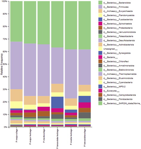 Figure 1. Bacteria and archaea phylum in microbiome of the in vitro ruminal fermentation fluid of plantago forages.