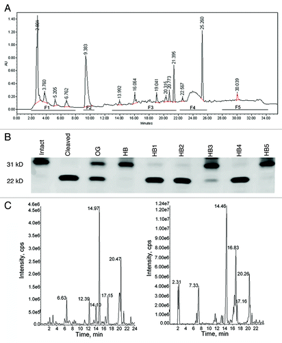 Figure 6.(A) HPLC fractionation of the HB fraction. The trace shown is at 220 nm, where most number of peaks were observed in the chromatogram. The horizontal bars below the chromatogram indicate time range of fractions collected. (B) Inhibition of galectin-3 cleavage with HB fractions 1–5 at final concentration of 200 µg/mL. (C) Active fractions of HB (F3 and F5) were further analyzed by LC-MS on a QTRAP5500 (ABSciex) mass analyzer coupled with Shimadzu XR HPLC system.