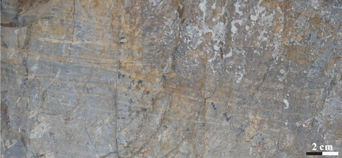 Figure 16. The small type of Zoophycos with dark-grey filling in the Taiyuan Formation L3 limestone from Taiyuan Xishan area.