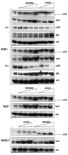 Figure 3 Effects of ABC294640 or sorafenib on autophagy markers in HCC cells. SK-Hep-1, HepG2 or Hep 3b2.1-7 cells were exposed to ABC294640 or sorafenib for 48 hr, except where indicated. Cell lysates were then fractionated by SDS-PAGE, and probed with antibodies to detect LC3-II, beclin-1, actin, p-ERK or ERK as described in the Materials and Methods section.