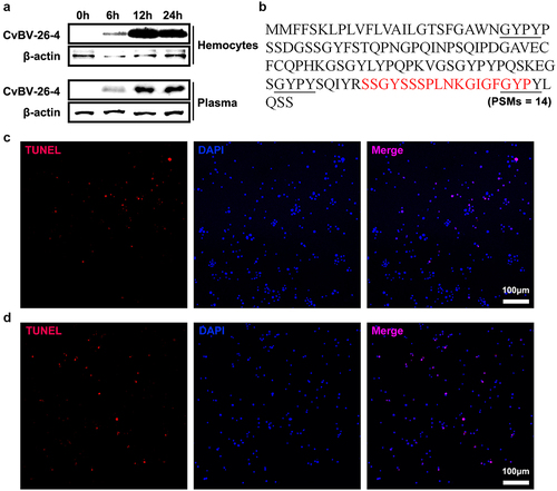 Figure 8. CvBV-26-4 peptide induced apoptosis of P. xylostella haemocytes. (a) amount of CvBV-26-4 protein in the haemocytes (top) and plasma (bottom) of P. xylostella at 6 h, 2 h, and 4 h pp. A band in the size range of 13 kDa that corresponds to the predicted CvBV-26-4 protein. Western blot are reported in supplementary information (figure S7). (b) the locations of CvBV 26–4 peptide (red) identified in the plasma of P. xylostella at 4 h pp by mass spectrometry. PSMs = 14. The conserved GYPY motifs were marked by underline. (c) the TUNEL apoptotic labelling of apoptotic haemocytes of P. xylostella at 4 h post-injection of the CvBV-26-4 peptide. (d) TUNEL labelling of apoptotic haemocytes in parasitized P. xylostella 4 h post-injection with CvBV-26-4 antibody and CvBV-26-4 peptide. Hemocytes were dissected and isolated, nuclei were stained with DAPI (blue), and apoptotic cells were labelled by TUNEL (red) (scale bar = 0 μm).