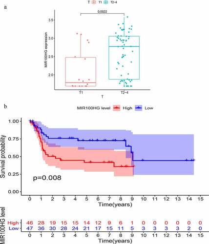 Figure 9. Validation of the prognostic performance of GIlncSig on Gene Expression Omnibus (GEO) datasets. (a) MIR100HG expression in different T stages of bladder cancer. (b) Kaplan – Meier survival curves between expression of MIR100HG and overall patient survival