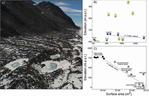 Figure 2. (a) Aerial photo of some ponds along the west lateral moraine. (b) Scatterplot of surface area (m2) and elevation of ponds in the Untersee Oasis. Note a negative relationship between pond elevation and surface for the west lateral moraine ponds (blue dots). (c) Scatterplot of the surface area (m2) and elevation relation for lakes and ponds in the McMurdo Dry Valleys (data from Lyons et al. [Citation2012] and Fountain et al. [Citation2017]). See Figure 1 for location of the ponds.